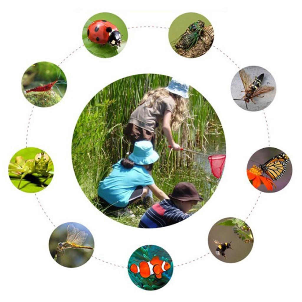 伸縮式子供用釣り網折りたたみメッシュバタフライバグキャッチャ - Outdoor Adventure With Kids のレビューと価格